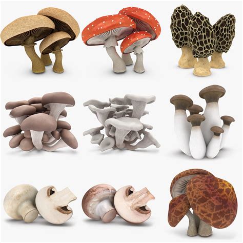 Mushrooms Set 3d Model Turbosquid 1184320