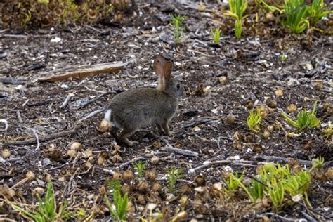 Wild Rabbit Free Stock Photo - Public Domain Pictures