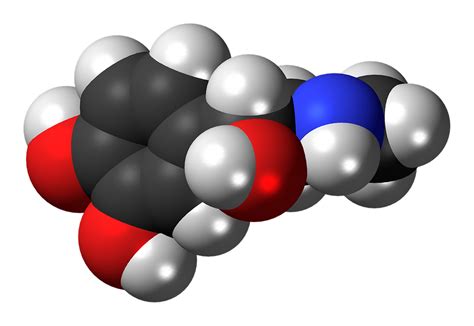 Download Adrenaline Epinephrine Hormone Royalty Free Stock