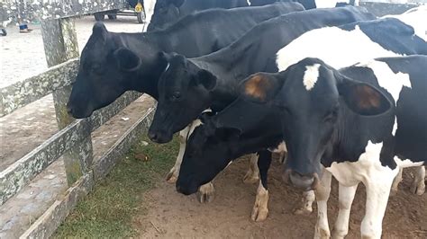 Bezerras E Novilhas Leiteiras Na Feira De Capoeiras Pe