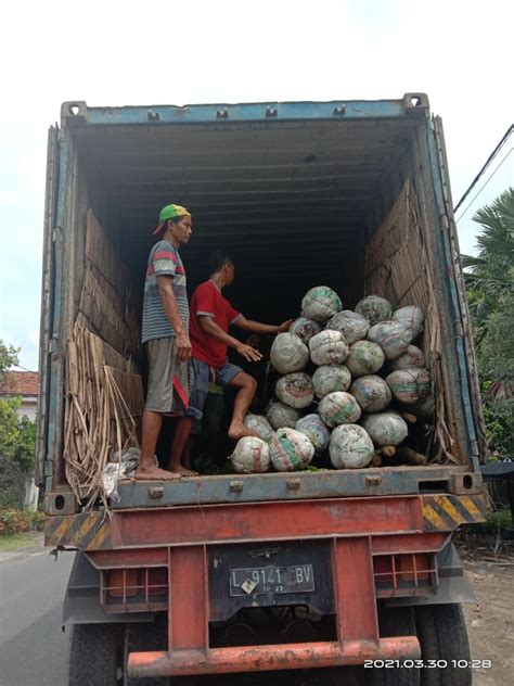 Jual Pohon Pucuk Merah Untuk Tanaman Penghijauan Taman