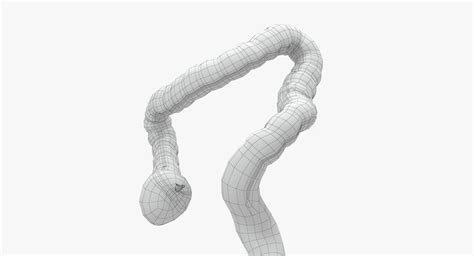 Human Large Intestine D Model Max Obj Free D