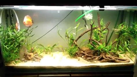 Acuario Con Iluminaci N Led Pez Disco Neones Y Corys En Litros