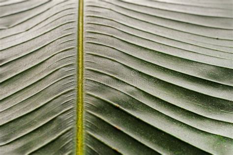 background   large banana leaf close  lit stock image image