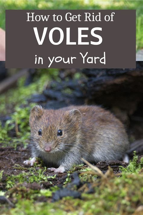 How To Get Rid Of Voles In Your Yard 2023 Artofit