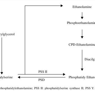 Phosphatidylserine synthesis pathway. Adapted on Santos. 15 | Download ...