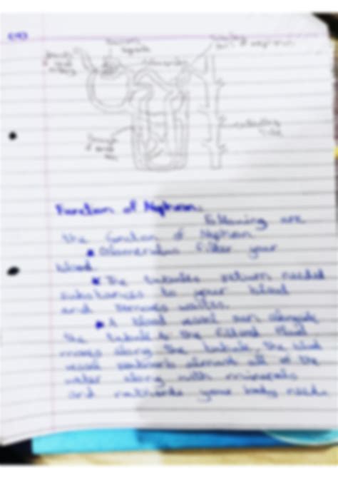 Solution Structure And Function Of Kidney And Nephron Studypool