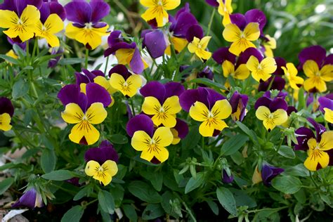 10 Pretty Pansies Sunset Magazine