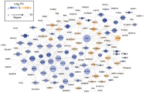 Protein Protein Interaction Network Using The Common Differentially