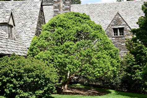 Fox Valley River Birch Betula Nigra Little King In Naperville