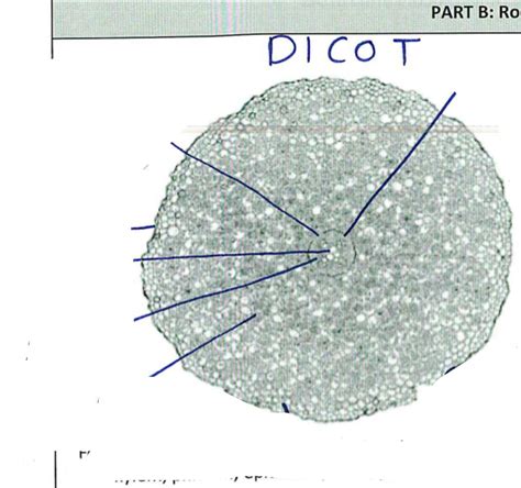 Dicot Root Diagram Quizlet