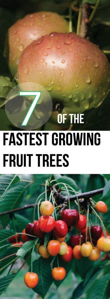 7 Of The Fastest Growing Fruit Trees Making Diy Fun Fast Growing