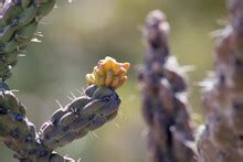 Pink Tree Cholla Cactus Blooms Free Stock Photo Public Domain Pictures