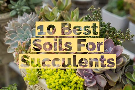 Best Soils For Succulents In One Blog