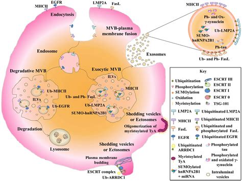 Frontiers Post Translational Modifications Of Exosomal Proteins