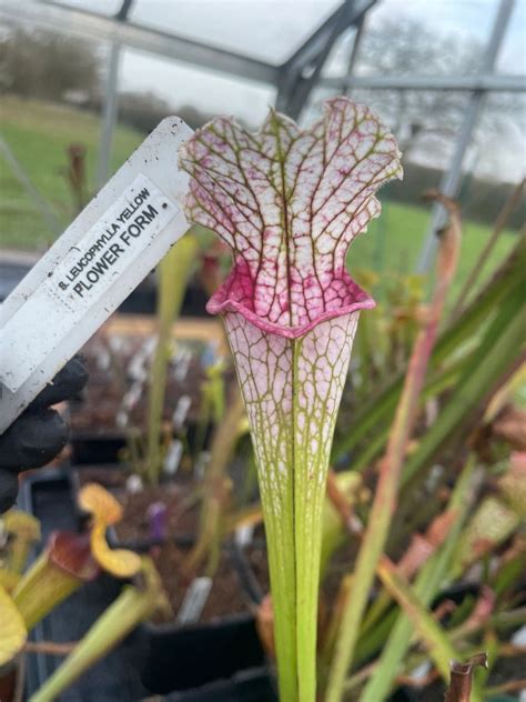 Sarracenia