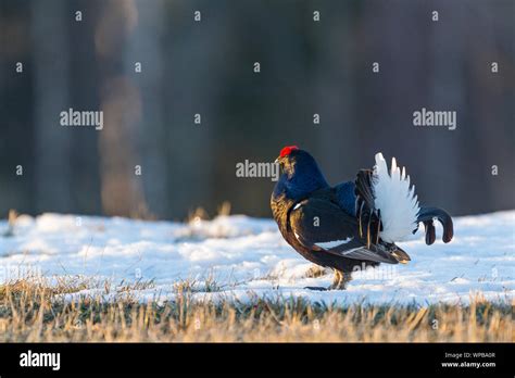 Black Grouse Tetrao Tetrix Adult Male At Lek Site Kuusamo Finland