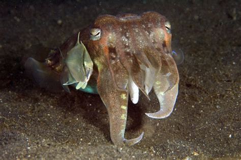 Cuttlefish3