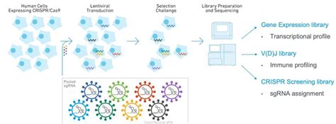 Single Cell Crispr Screening Capitalbio