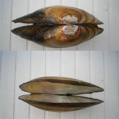Anodonta cygnea