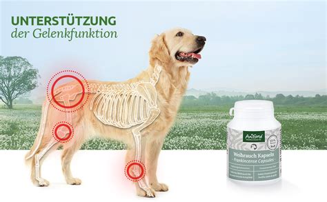 Aniforte Weihrauchkapseln F R Hunde St Ck Nat Rliche