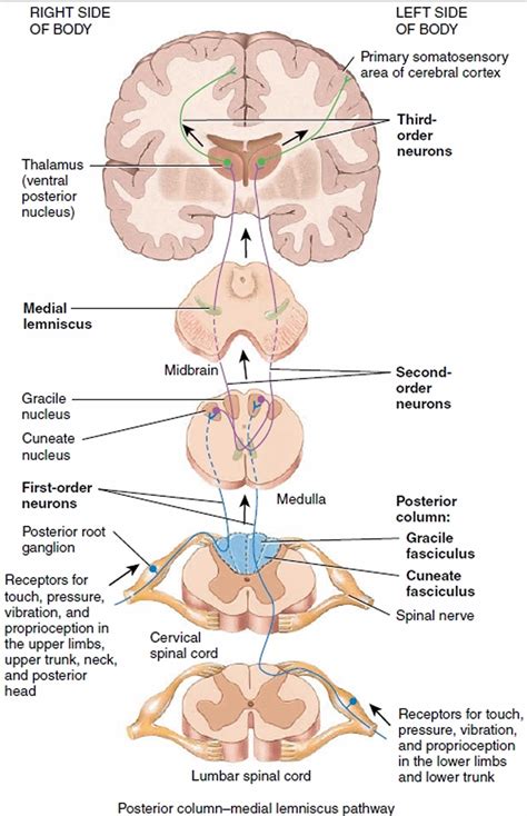 medulla function