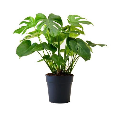 Monstera Plant | Buy Monstera Deliciosa Online In Abu Dhabi