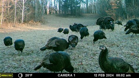 Turkey Season - Turkey Hunting - Turkey Hunting | In-Depth Outdoors