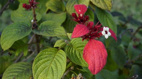 Mussaenda Erythrophylla Also Known As Ashanti Blood Stock Photo Image