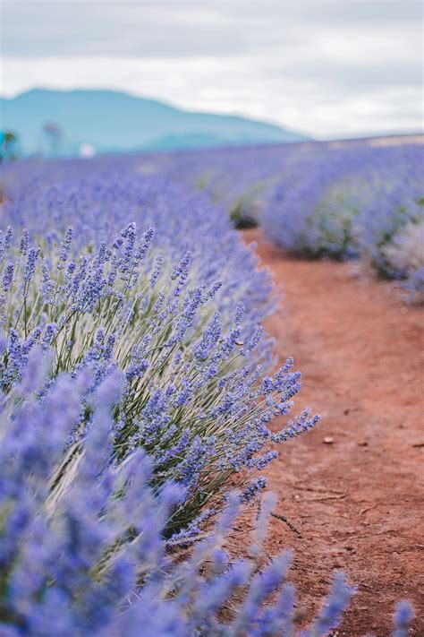 Lavender Farm Pictures | Download Free Images on Unsplash