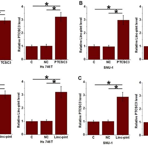 Ptcsc3 And Linc Pint Upregulated Each Other In Gastric Cancer Cells