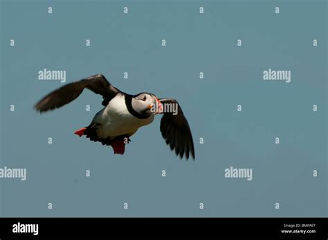 Puffin in flight Stock Photo - Alamy