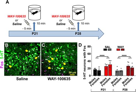 Selective Refinement Of Glutamate And Gaba Synapses On Dorsal Raphe 5