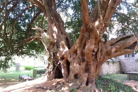 The Fascinating Story of the Oldest Crowhurst Yew Tree