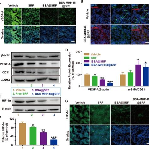 Tumor Targeting Ability Of Bsa Mhi Srf Nanoparticles A