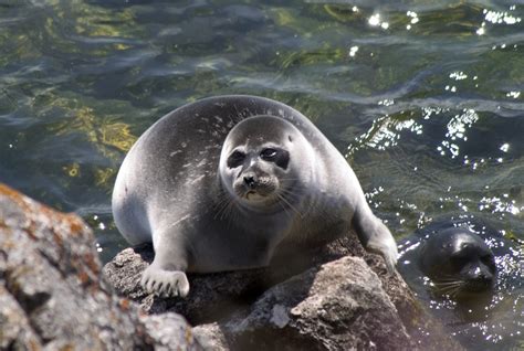 Foca Del Baikal O Nerpa