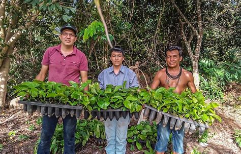 Semagri Entrega Mil Mudas De Caf A Povos Ind Genas Na Regi O De Ji