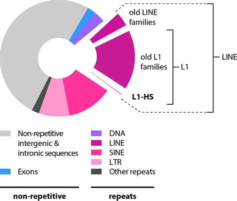 Background - Retrotransposons In Humans - Free Transparent PNG Download - PNGkey