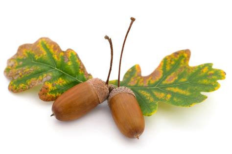 images de feuilles chene glands telechargement gratuit sur freepik