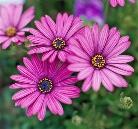 Osteospermum | Better Homes & Gardens