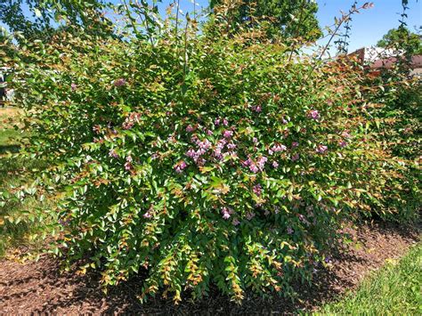 Buy Edward Goucher Abelia Plants Online Stadler Nurseries