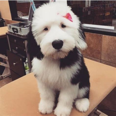 So You Guys Like Old English Sheepdogs Meet Violet Artofit