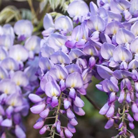 Wisteria Bush Flower Essence