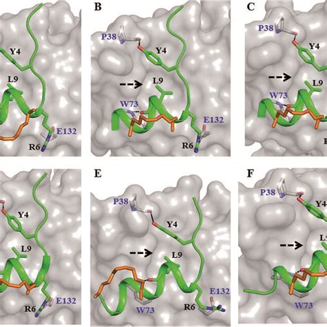 Canonical Binding And Interactions Crystal Structures Of A Stip