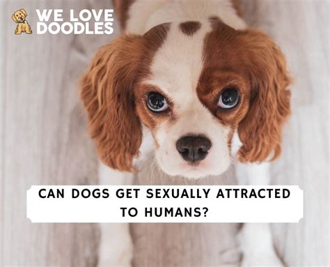 How Do Dogs Sexually Reproduce