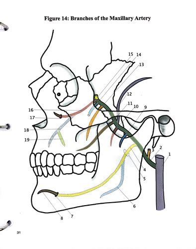 Fig 14 Branches Of The Maxillary Artery Flashcards Quizlet