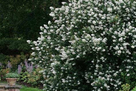 Escallonia 'Iveyi' - escallonia | Drought tolerant garden, White ...