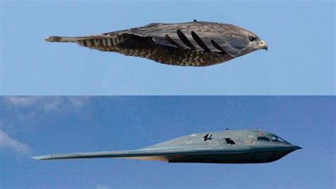 IS IT A BIRD?IS IT A PLANE? BIOMIMICRY IN AIRPLANES