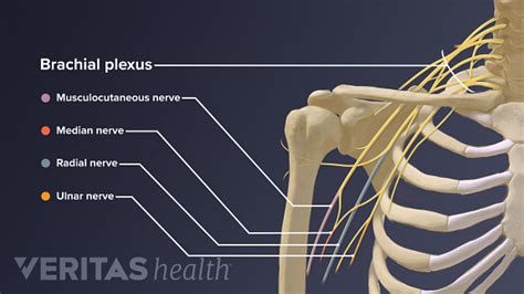 Blood And Nerve Supply Of The Shoulder