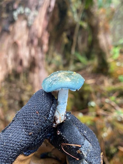 What Is This Blue Mushroom Maui Hi Rmushroomid